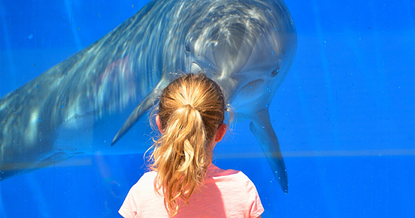 Canada Bans Keeping Whales And Dolphins In Captivity