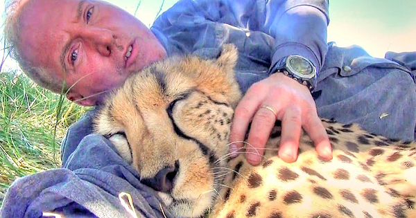 Cheetah Sees Wildlife Photographer Taking A Nap, Decides To Join Him And Nap Too