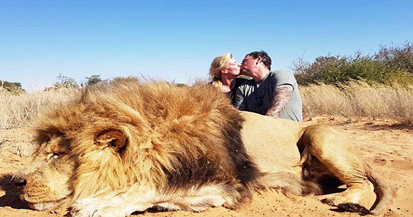 Couple Kiss For A Photo With Majestic Lion They Shot Dead On A Hunt In South Africa