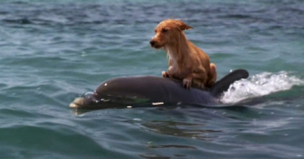 Dog Falls Into Canal And Fights For Life Until Group Of Dolphins Save Him In Incredible Effort