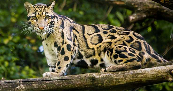 "Extinct" Leopard Spotted In Taiwan For The First Time Since Disappearing 30 Years Ago