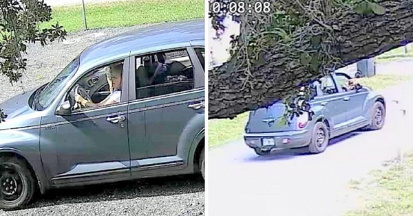 Heartless Woman Dumps 11 Pets In The Middle Of The Road And Drives Off
