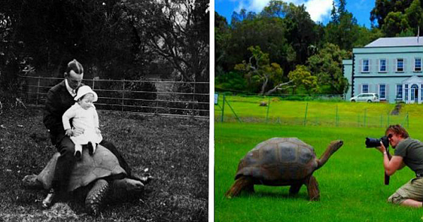 It Is Jonathan, A Tortoise Who Was Hatched In The 1830s And Is Still Alive Today