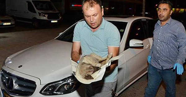 KITTED 80 KILOMETERS TO SAVE INJURED PUPPY DOG