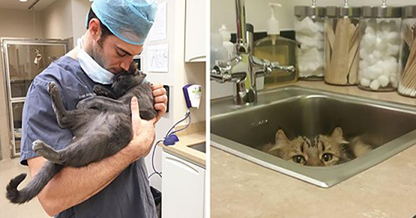 Looking For A Job? This Company Will Pay You For Cuddling With Cats All Day Long
