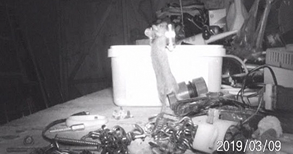 Man Discovers That A Mouse Has Been Secretly Cleaning Up His Shed At Night