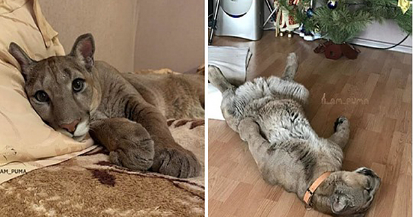 Meet Messi, The Adorable Puma Is Living As A Spoiled House Cat