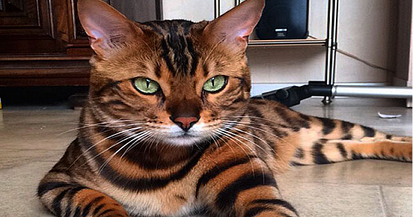 Meet Thor, The Bengal Cat With Purrfectly Beautiful Fur