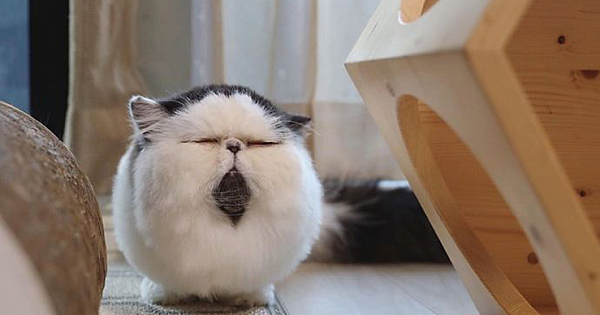Meet Zuu – The Cat Who Embodies The Feeling When You Hear Your Alarm Clock Start Ringing
