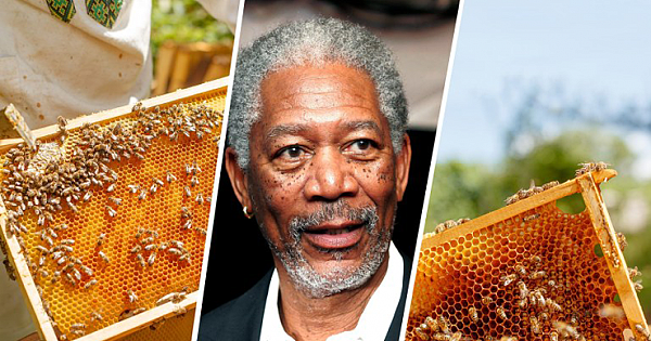 Morgan Freeman Converted His 124-Acre Ranch Into A Giant Honeybee Sanctuary To Save The Bees