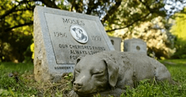 New Law Allows Pets To Be Buried Alongside Their Humans At Cemeteries