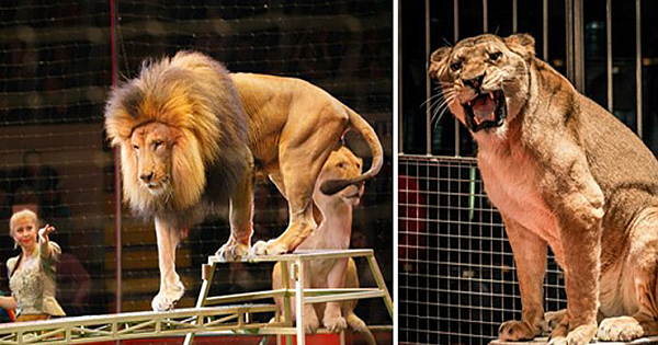 New law banning the use of wild animals in traveling circuses is introduced