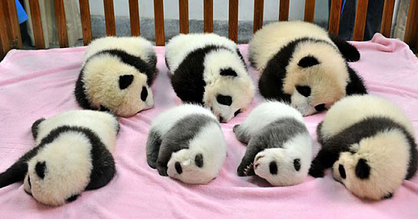 Panda "Daycare" Is Real And It's Probably The Most Adorable Place On The Earth