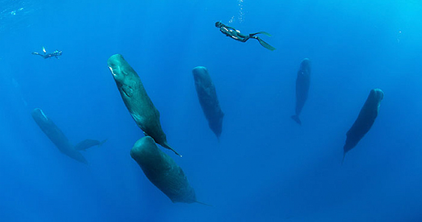 Photographer Captures Incredibly Rare Sight Of Sperm Whales Sleeping