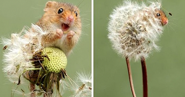 Photographer Captures The Most Adorable Photos Of Harvest Mice