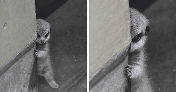 Photographer Snapped Some Pictures Of A Shy-At-First Baby Meerkat And They Quickly Went Viral Online