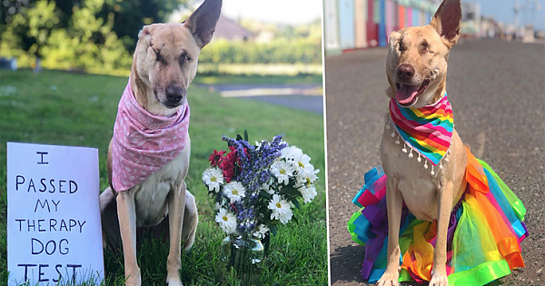 Pregnant dog who had ear cut off and was shot 17 times has now qualified as a therapy dog
