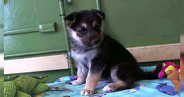 Puppy Cries Himself To Sleep After Being Dumped At Kill Shelter By His Family