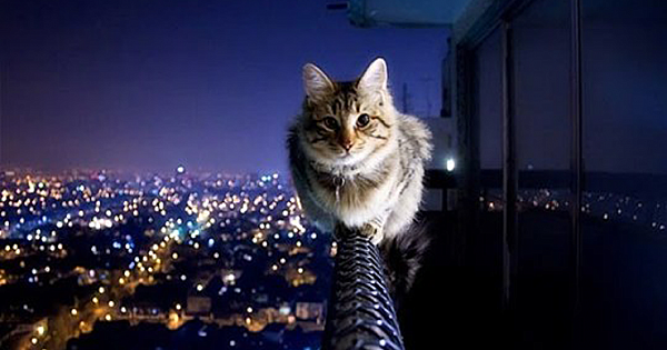 Researchers say that liking cats is a sign of very high intelligence
