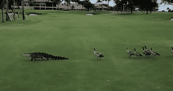 Shocked Golfers Watch Angry Ducks Chase An Alligator Down A Golf Course