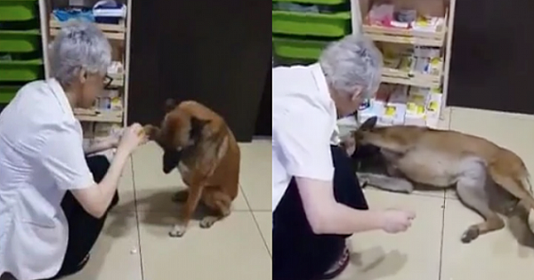 Stray Dog Walks To Pharmacy And Asks For Help Her Injured Paw