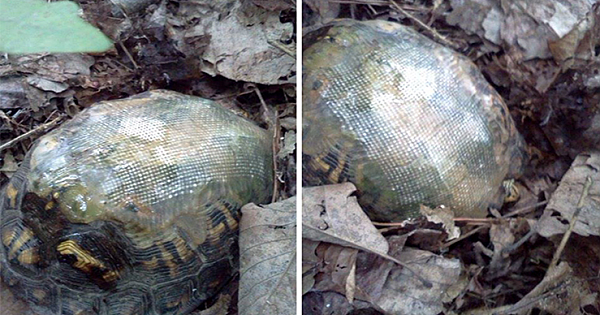 Vet Uses Fiberglass To Fix Turtle's Shell Broken In Car Accident