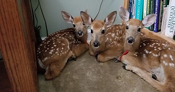 Woman Leaves Back Door Open During Storm, Finds 3 Deer Huddled In Living Room