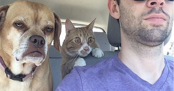 10+ times cats were the world's biggest drama queen