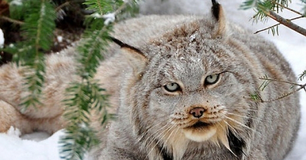 15 Photos That Will Make You Fall In Love With Canada Lynx