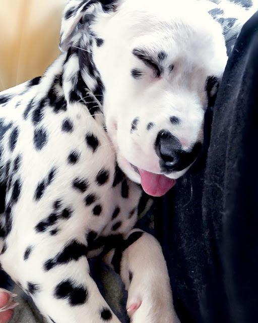 cutest dalmatian