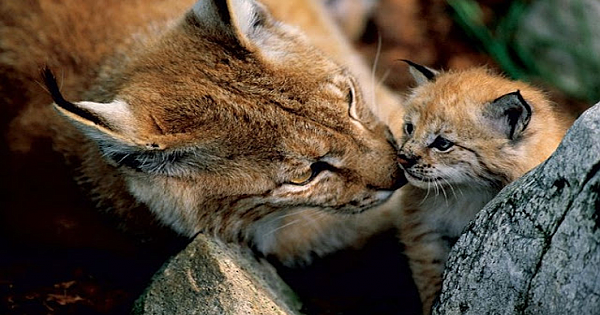 16 Northern California counties ban trapping and aerial hunting of wild animals.