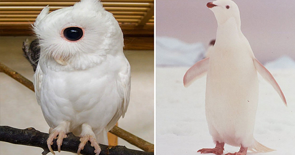 25 Of The Coolest And Cutest Looking Albino Animals