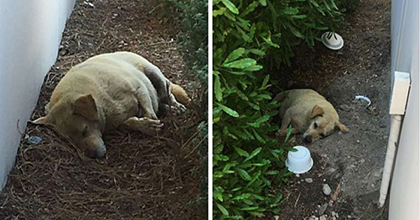 Abandoned dog found living in the dirt after his cruel owners moved away and left him to die