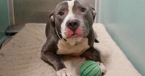 Affectionate dog left at shelter to die because his family having another baby