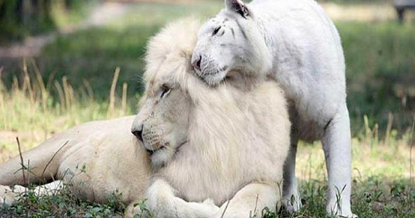 Albino Lion And Tiger Had Babies Together And They Are Stunning
