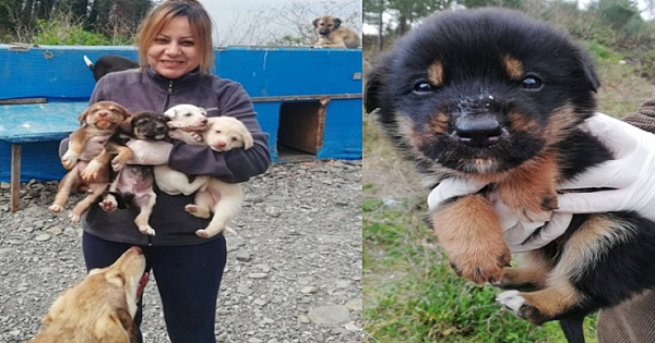 Amazing woman gives up everything to save hundreds of abandoned pups