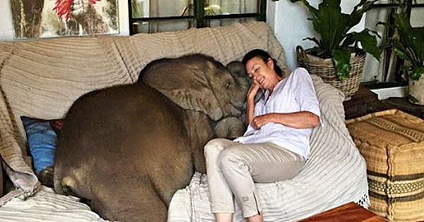 Baby Elephant Can't Stop Following Her Rescuer After Being Saved From Death