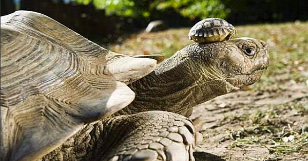 Baby tortoise hitches a lift with 140 year old mom