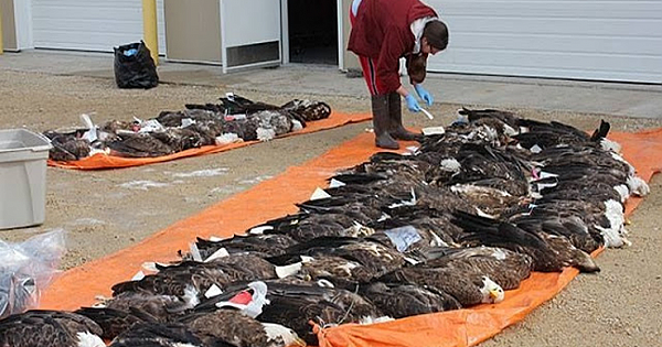 Bald Eagles Keep Dying Because of Lead Poisoning