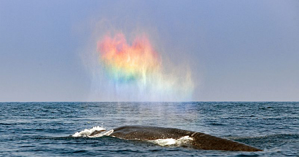 Blue whale appears to blow rainbow heart