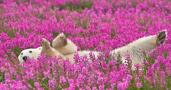Canadian Photographer Captures Polar Bears Playing In Flower Fields