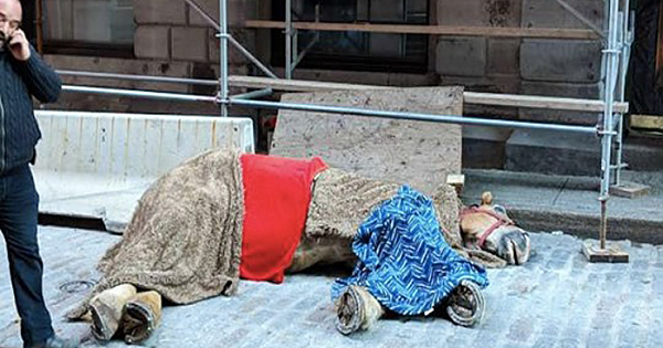 Carriage Horse Was So Exhausted, His Body Gave Up at the Side Of The Road