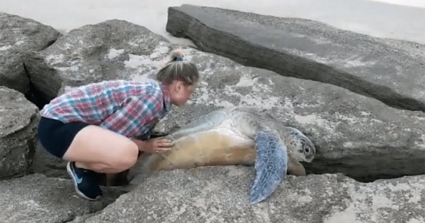 Couple Rescues Giant Sea Turtle Stuck Between Rocks