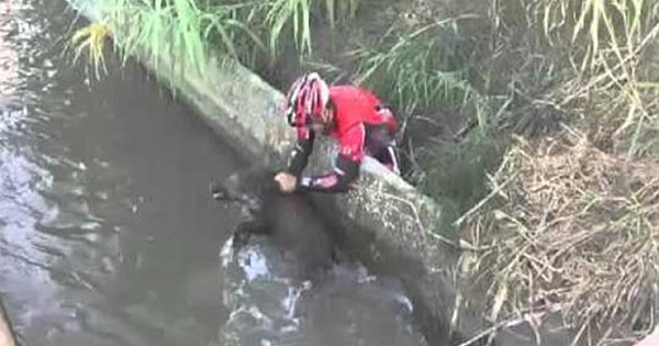 Courageous Cyclists Save Drowning Wild Boar From A Canal