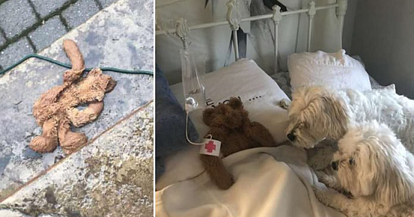 Dad Goes Viral After Nursing His Dog's Favourite Toy 'Back To Health'