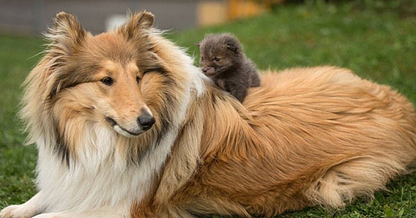 Dog Adopts A Baby Fox After His Mom Died In A Car Accident