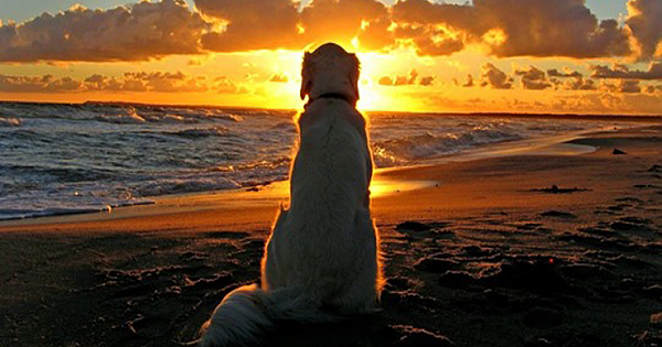 Dogs Never Die, He is Just Sleeping In Your Heart