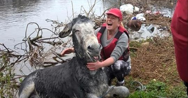 Donkey Smiles From Ear To Ear After Being Rescued