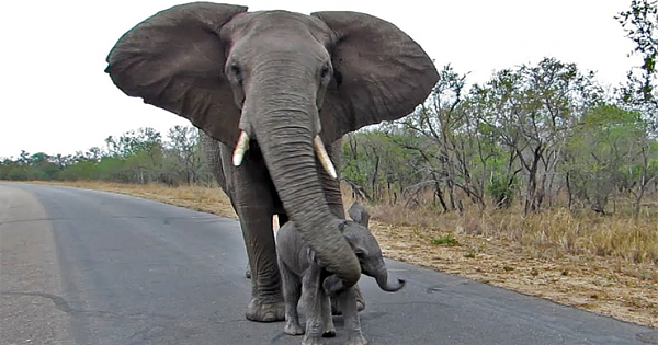 Don't talk to strangers: Mother elephant protects calf from tourists