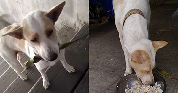 Every day this stray dog offers a leaf to local woman in trade for food